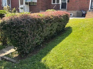 Bush Trimming by Darrell Millner for Renee C. in Philadelphia, PA