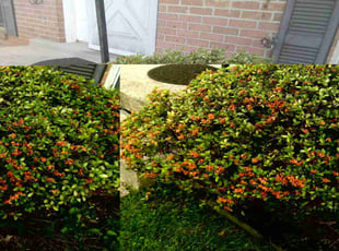Bush Trimming by Tyrone Wilkins for Yvette R. in College Park, MD