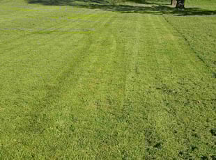 Irene G.'s Lawn Service service result