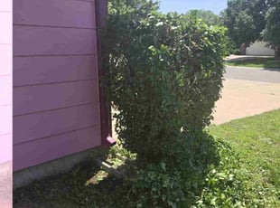 Bush Trimming by Chad Suenram for Monroe L. in Wichita, KS