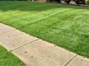 Patricia T.'s Lawn Maintenance service result