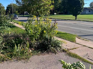 Bush Trimming by James White for Emily O. in Grand Rapids, MI