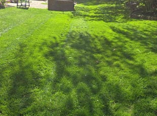 Daniel H.'s Yard Cutting service result