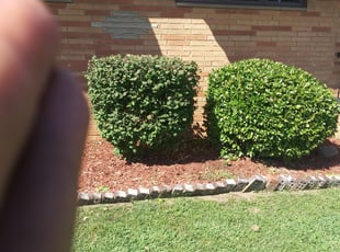 Bush Trimming by Willie Tisdel for Harlan M. in Cleveland, OH