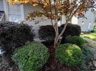 Bush Trimming by Dejean Ross for Tammy T. in Gilbert, SC