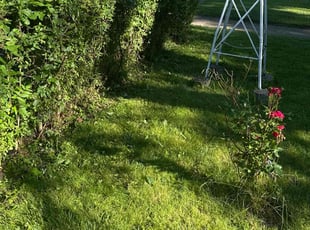 Bush Trimming by Ezekiel Isreal for Denise S. in Markham, IL