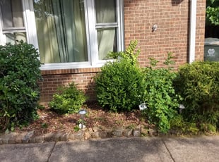 Bush Trimming by Mingo Gregg for Allison H. in Raleigh, NC