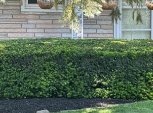 Bush Trimming by Tina Tactikos for Ralph B. in Davenport, IA