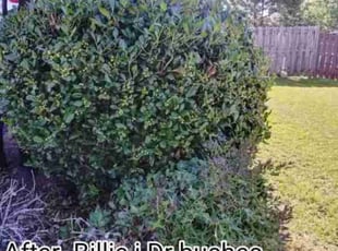 Bush Trimming by Samantha Stewart for Nathan H. in Augusta, GA