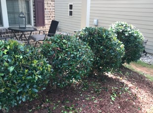 Bush Trimming by Kerry Wright for Lindsay D. in Buford, GA