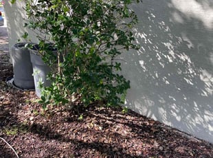 Bush Trimming by Michael Van Deest for Anthony P. in Oviedo, FL