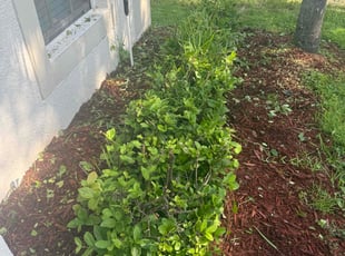 Bush Trimming by Arely Elrod for Christopher V. in Gibsonton, FL