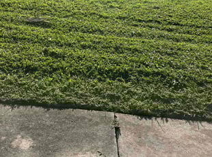 Angela J.'s Lawn Service service result