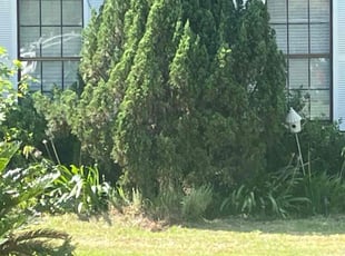 Weeding by Racine Curnell for Kyle W. in Goose Creek, SC