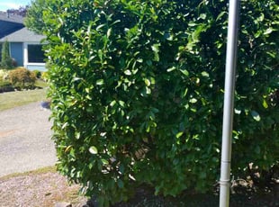 Bush Trimming by Roberto Medina for Sondra W. in Bothell, WA