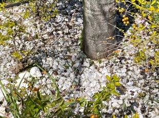 Weeding by Nathaniel Lomax for Robinson T. in Sanford, FL