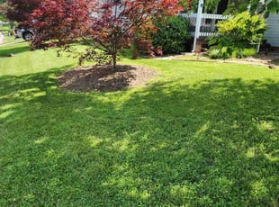 Kia W.'s Yard Cutting service result