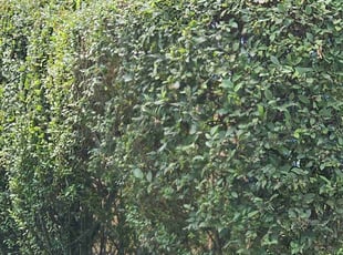 Bush Trimming by Artavius Clark for Dorothy S. in Washington, DC