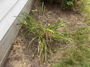 Weeding by Tom Chilson for Robbie J. in Noblesville, IN