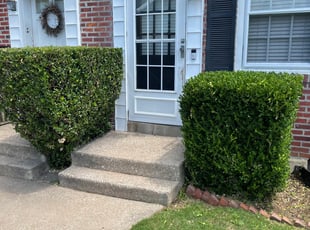 Bush Trimming by Terence Kelly for IMANI L. in Drexel Hill, PA