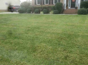 Angela B.'s Lawn Mowing service result