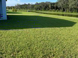 Salvador C.'s Lawn Mowing service result