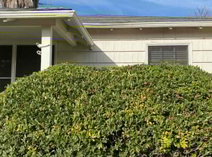 Bush Trimming by Uriel Aldrete for Valerie C. in Sacramento, CA
