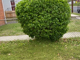 Bush Trimming by Fidel Rodriguez for Pamela T. in Capitol Heights, MD