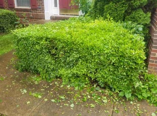 Bush Trimming by Brian Franz for Aaron R. in Leesburg, VA