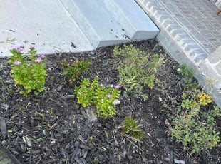 Weeding by Patrick Stewart for Luli O. in Prosper, TX