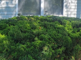 Bush Trimming by Dywane Clarke for Lisa Y. in Columbus, OH