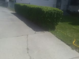 Bush Trimming by Jason Allen for Virginia L. in Spokane, WA