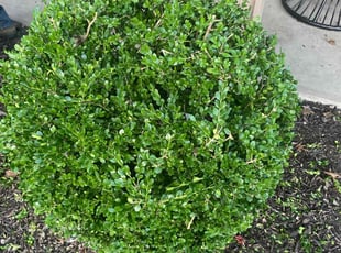 Bush Trimming by Diesmy Garcon for Shahla S. in Ballwin, MO