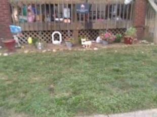 Weeding by Pete Conley for Marc F. in Canton, OH