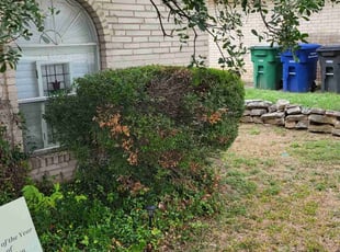 Bush Trimming by Chais Dixon for Kara J. in San Antonio, TX
