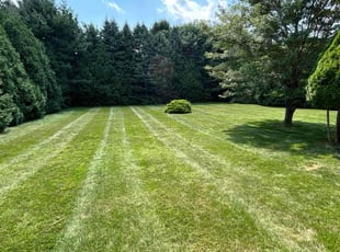 Alison H.'s Lawn Mowing Service service result