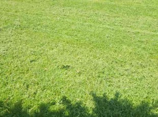 Ricardo S.'s Lawn Maintenance service result