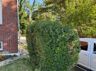 Bush Trimming by Melford Franklin for Bill M. in Baltimore, MD