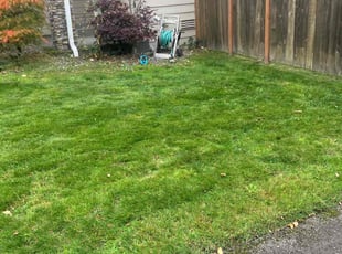 Tina T.'s Lawn Mowing service result