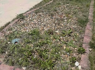 Weeding by Dallas Boman for Acquanetta C. in Colorado Springs, CO