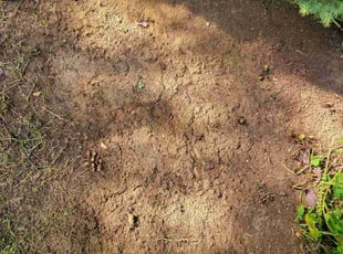 Landscaping by Jeremy Oliver for Shannon H. in Laurel, MD