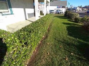 Bush Trimming by Daniel Sullivan for tom b. in Rocklin, CA
