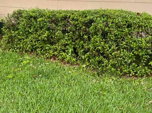 Bush Trimming by Herschell Bradley for Wissam S. in Tallahassee, FL