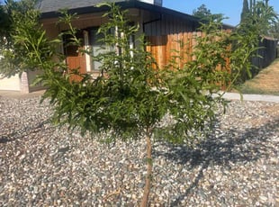 Bush Trimming by Ramon Mojica for Rebecca M. in Sacramento, CA