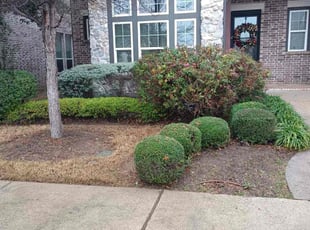 Bush Trimming by Brian Orozco for Kaeli L. in Rowlett, TX