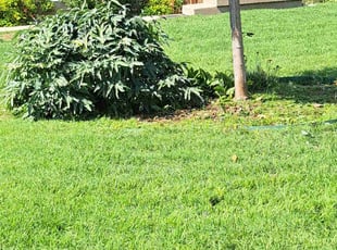 Weeding by William Beacham for Anna M. in Wichita, KS