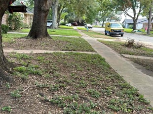 Leaf Removal by Cecilia Dela Fuente for Jon M. in Houston, TX