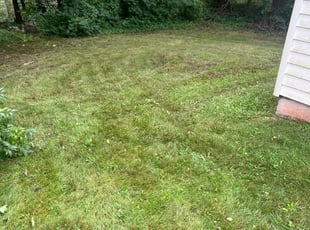 Pam H.'s Lawn Care service result
