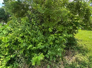 Bush Trimming by Bishop James for Sheresse T. in Cincinnati, OH