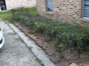 Bush Trimming by Joseph Meshell for Kesha s. in Spring, TX